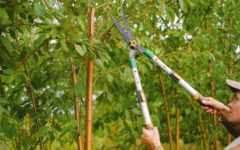 Tree trimming in Dardanelle, AR